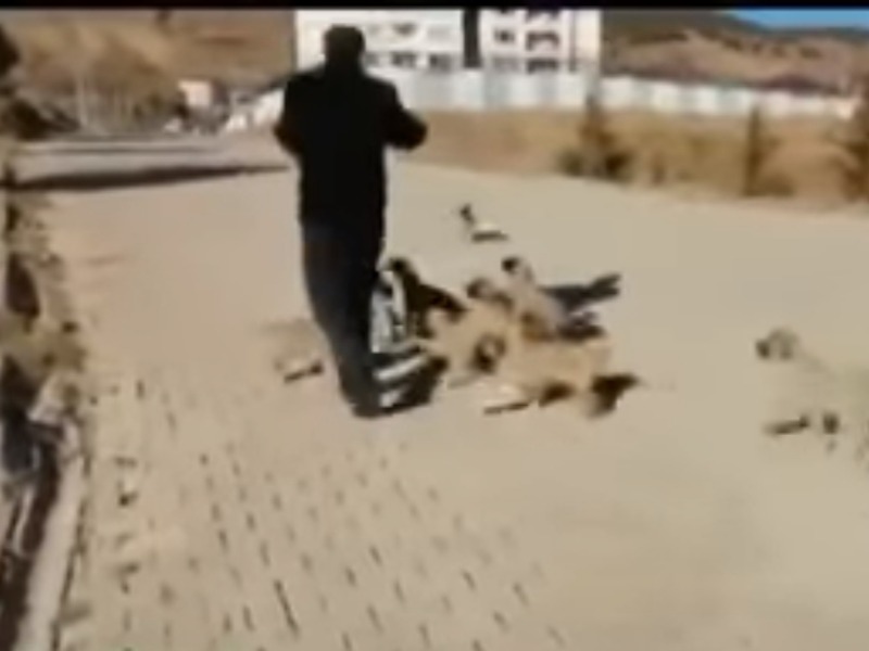 Aç kalan yavru köpekleri vatandaş besledi