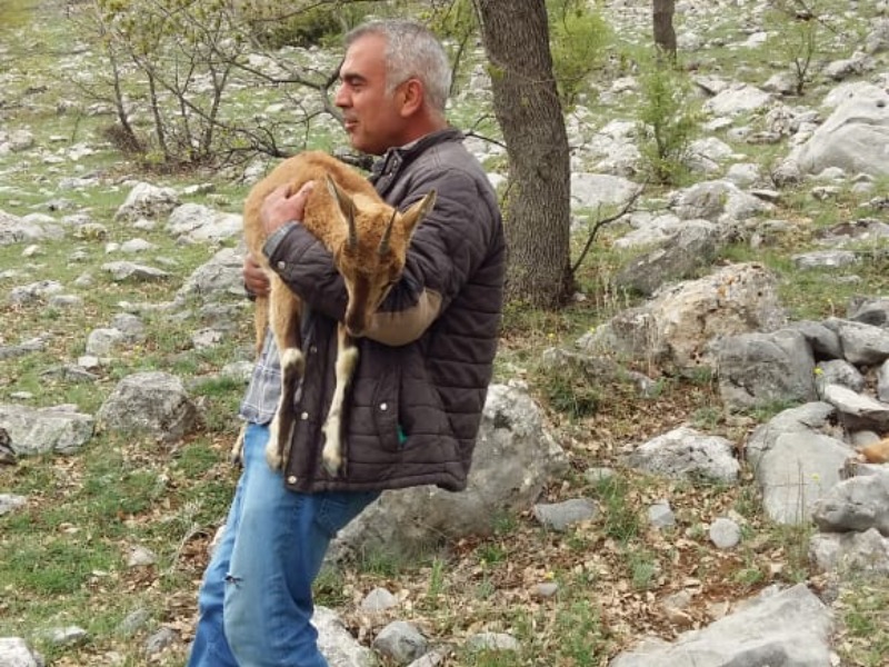Yaralı keçiyi 2 kilometre taşıdı