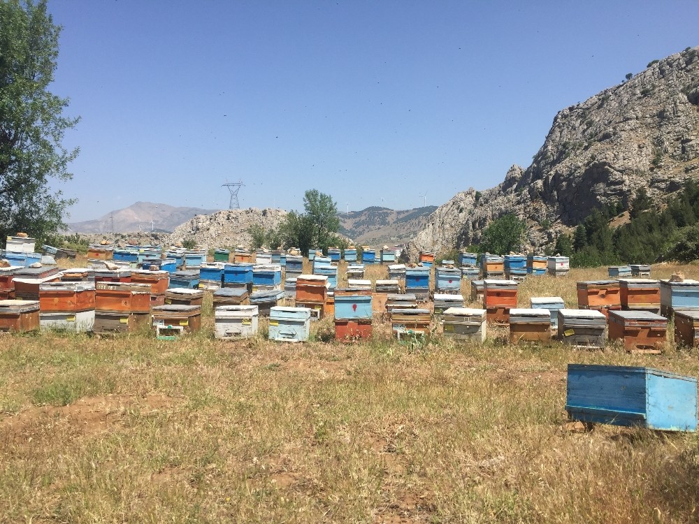 Sincik Balı Lezzetini Geven Çiçeğinden Alıyor