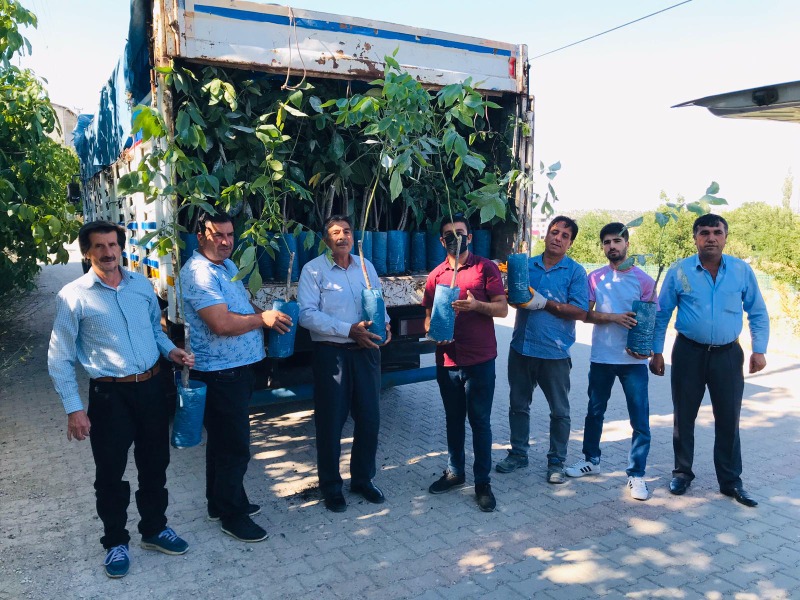 Sincik’te Ceviz Fidanı Dağıtıldı