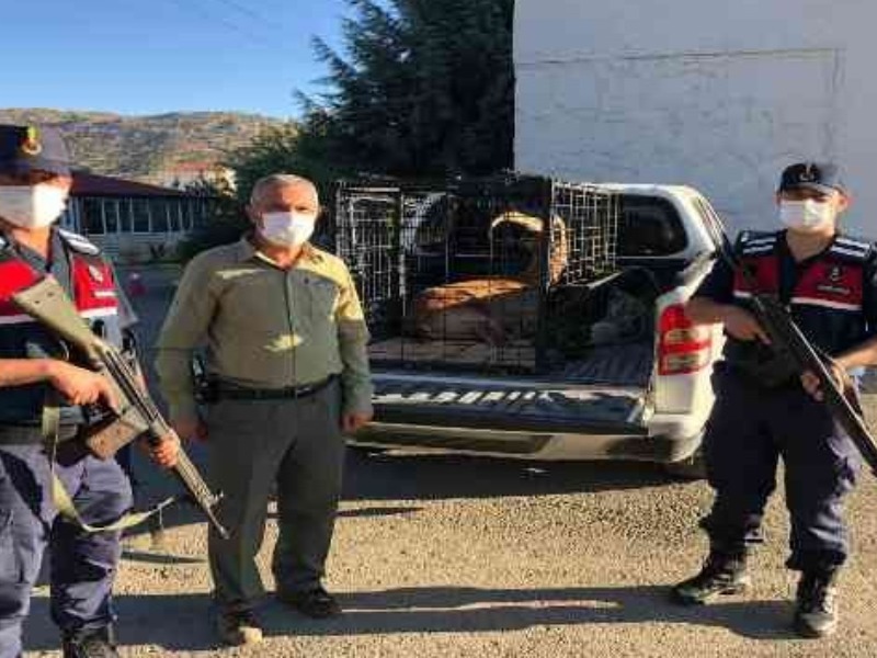Yaralı Dağ Keçisi Tedavi Altına Alındı