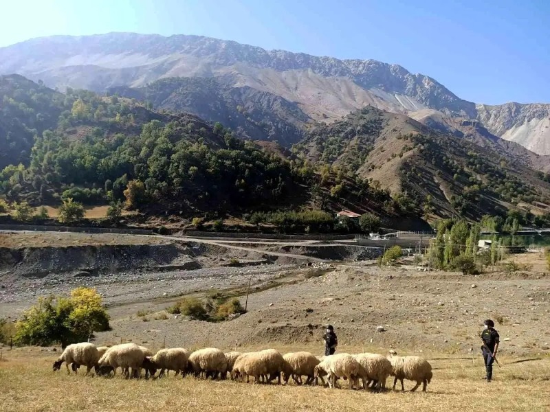 Kaybolan sürüyü jandarma buldu